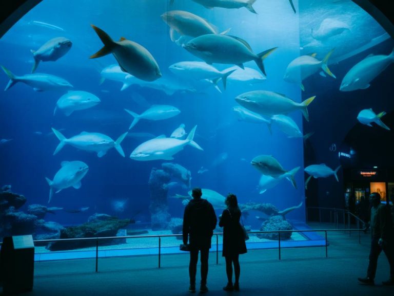 Amsterdam aquarium : découverte du monde marin à l’ARTIS Aquarium et autres sites