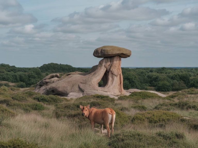Parc national de hoge veluwe : safari à vélo, art et nature au cœur des Pays-Bas