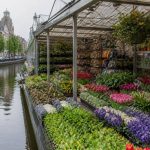 Marché aux fleurs flottant à Amsterdam : guide complet pour le visiter