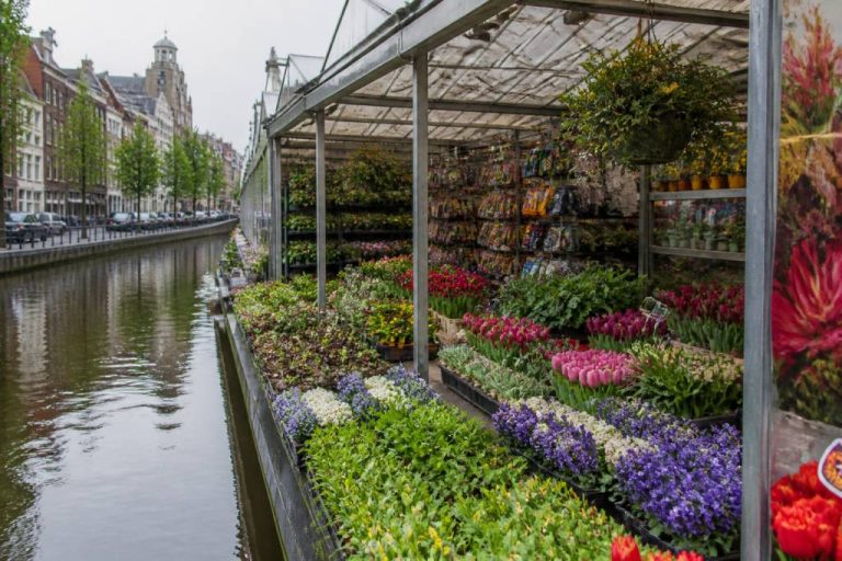 Marché aux fleurs flottant à Amsterdam : guide complet pour le visiter